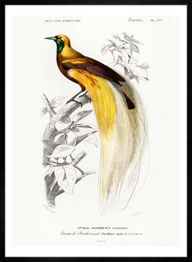 Bird of Paradise Vintage Bird Print