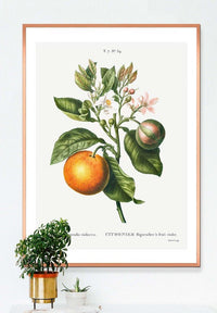 Bitter Orange Vintage Antique Print