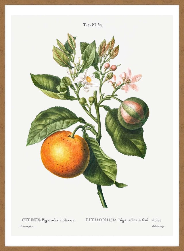 Bitter Orange Vintage Antique Print
