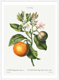 Bitter Orange Vintage Antique Print