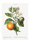 Bitter Orange Vintage Antique Print
