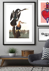 Black Bellied Darter Vintage Antique Bird Print