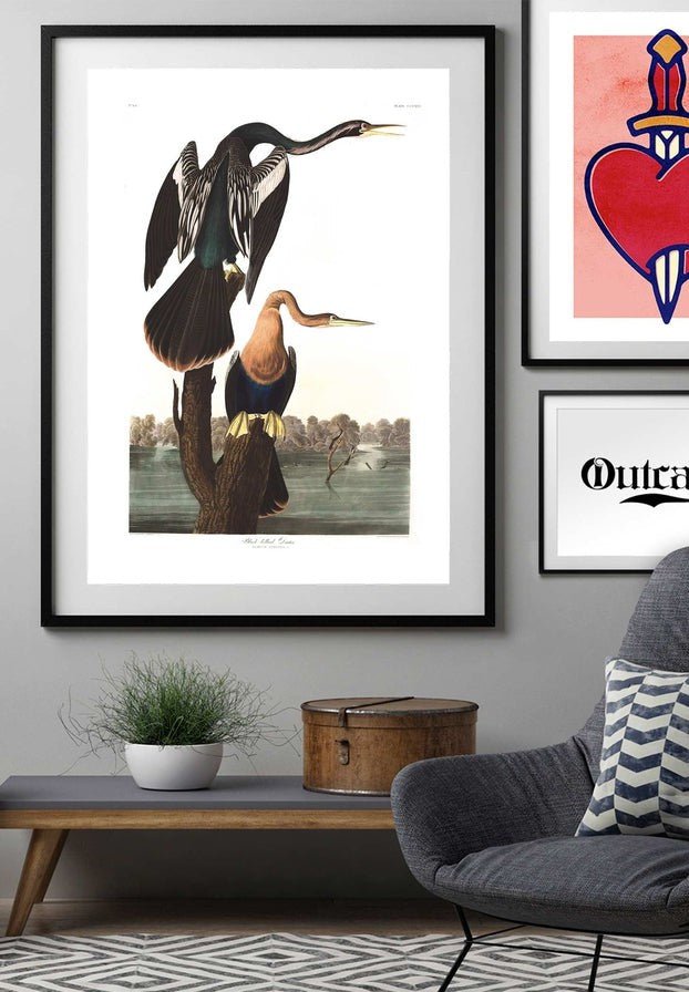 Black Bellied Darter Vintage Antique Bird Print