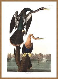 Black Bellied Darter Vintage Antique Bird Print