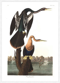 Black Bellied Darter Vintage Antique Bird Print