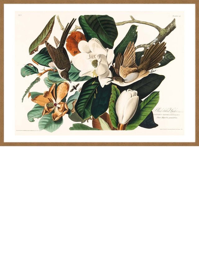 Black Billed Cuckoo Vintage Bird Print