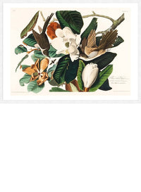 Black Billed Cuckoo Vintage Bird Print