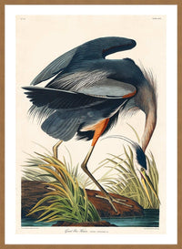 Blue Heron Vintage Antique Bird Print