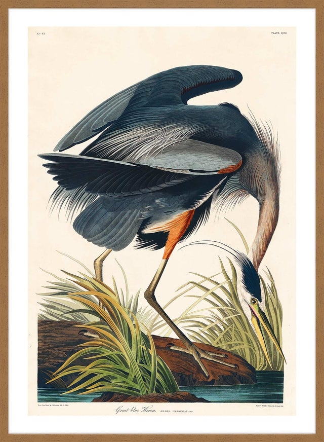 Blue Heron Vintage Antique Bird Print