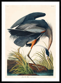 Blue Heron Vintage Antique Bird Print
