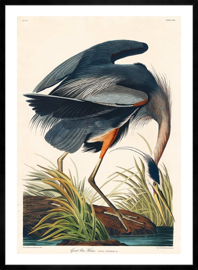 Blue Heron Vintage Antique Bird Print
