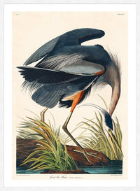 Blue Heron Vintage Antique Bird Print