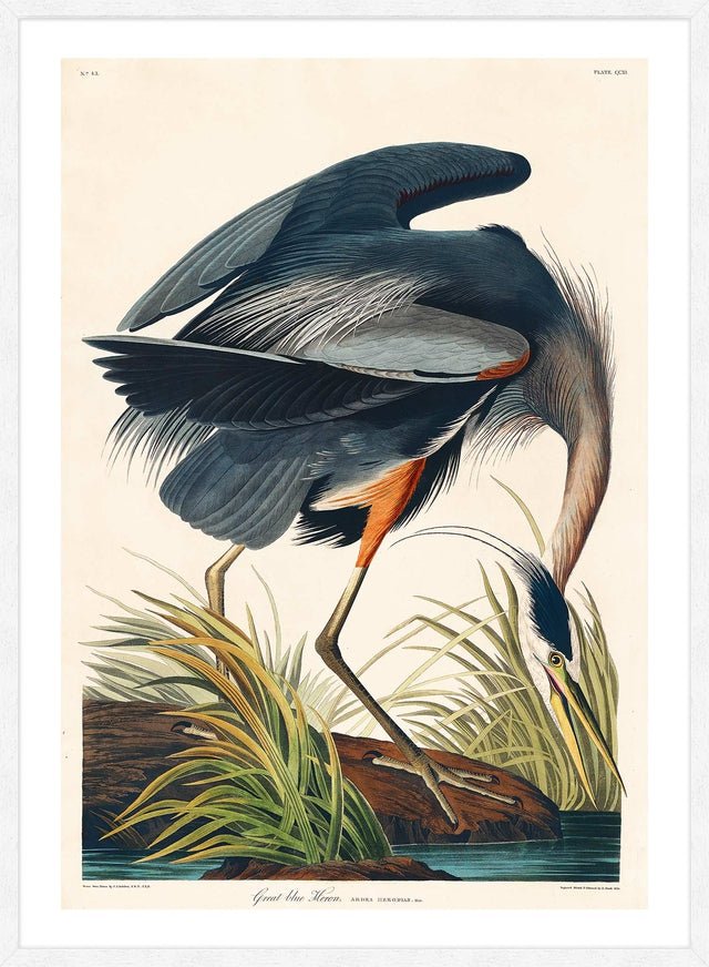 Blue Heron Vintage Antique Bird Print