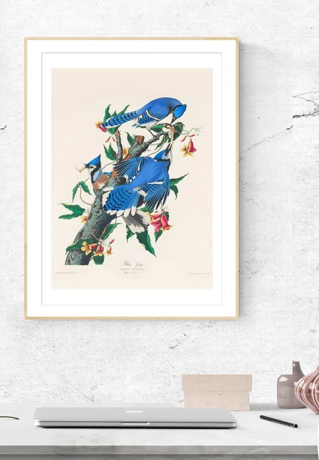 Blue Jay Vintage Bird Print