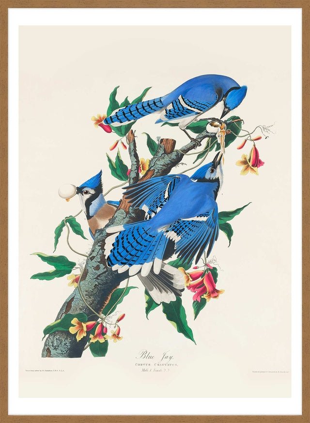 Blue Jay Vintage Bird Print