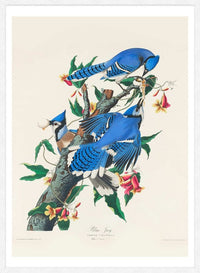 Blue Jay Vintage Bird Print