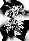 Botanical 8 Floral Spray Print