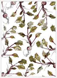 Botanical Beetroot Print