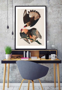 Brazilian Eagle Vintage Bird Print