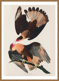 Brazilian Eagle Vintage Bird Print