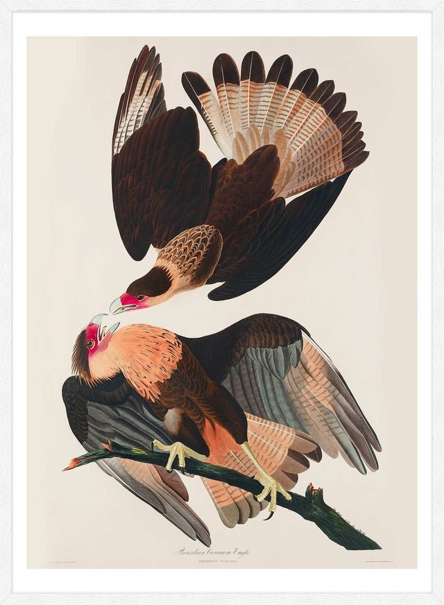 Brazilian Eagle Vintage Bird Print