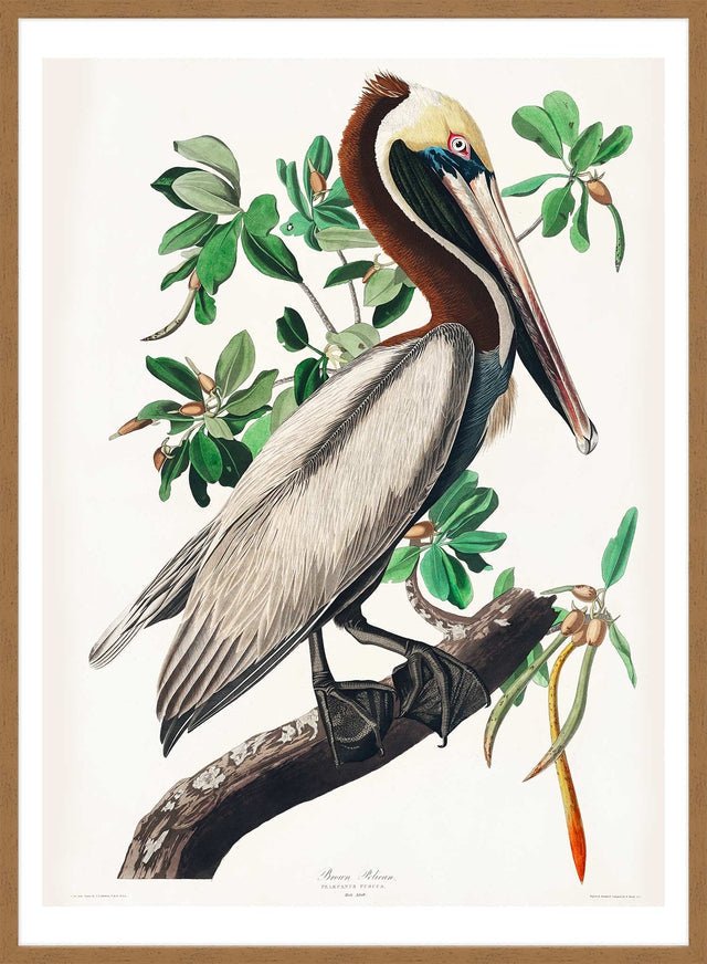 Brown Pelican Vintage Bird Print