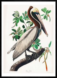 Brown Pelican Vintage Bird Print