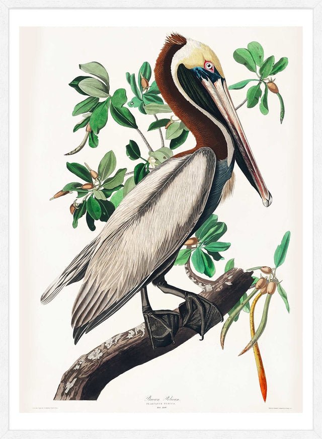 Brown Pelican Vintage Bird Print