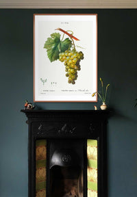 Bunch of Grapes Vintage Antique Fruit Print