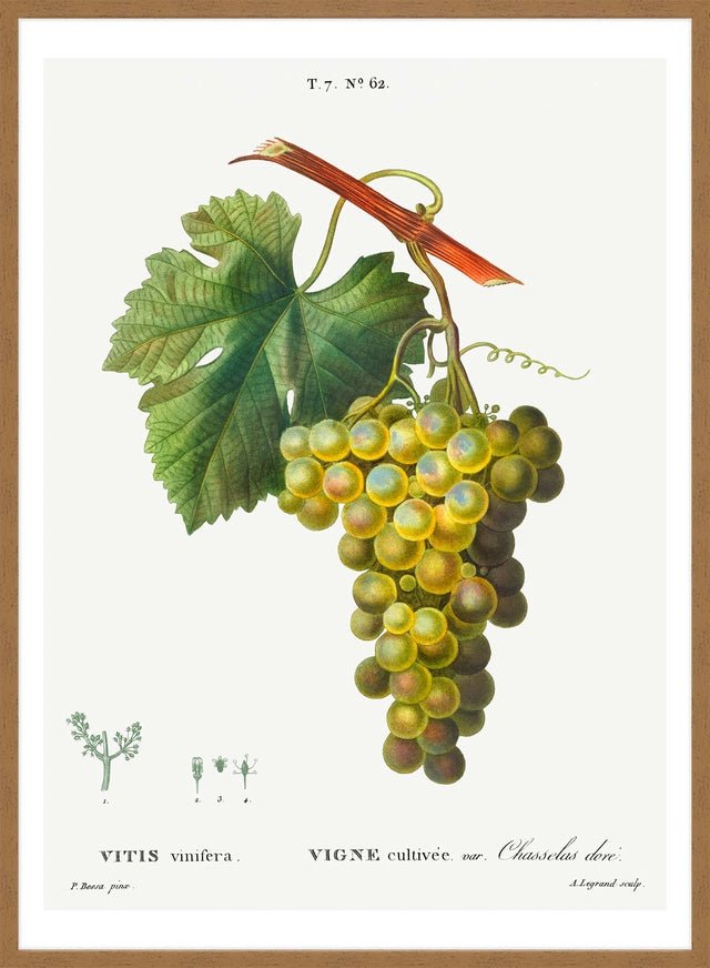 Bunch of Grapes Vintage Antique Fruit Print