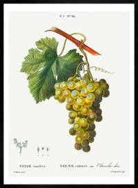 Bunch of Grapes Vintage Antique Fruit Print