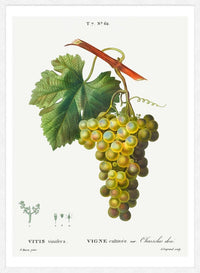 Bunch of Grapes Vintage Antique Fruit Print