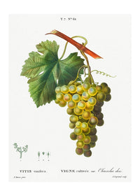 Bunch of Grapes Vintage Antique Fruit Print