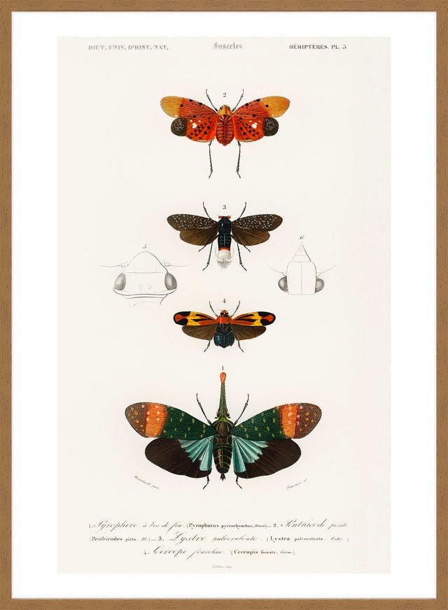 Butterfly Diagram Vintage Antique Print