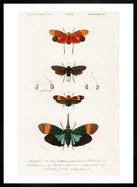 Butterfly Diagram Vintage Antique Print