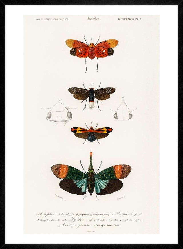 Butterfly Diagram Vintage Antique Print