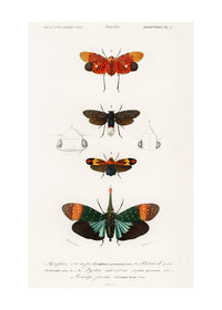 Butterfly Diagram Vintage Antique Print
