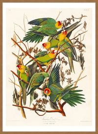 Carolina Parrot Vintage Bird Print