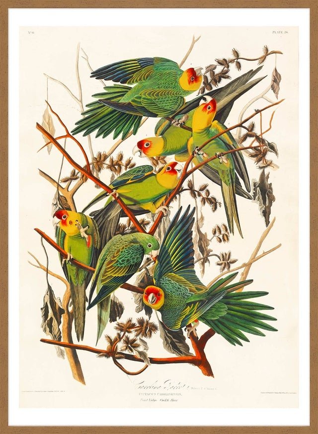 Carolina Parrot Vintage Bird Print