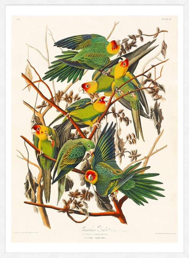 Carolina Parrot Vintage Bird Print
