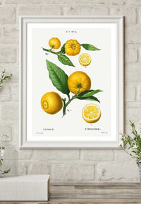 Citrus Lemon Vintage Antique Print