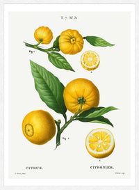 Citrus Lemon Vintage Antique Print