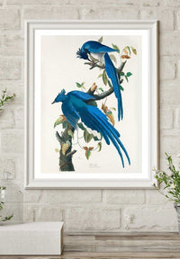 Columbia Jay Vintage Bird Print