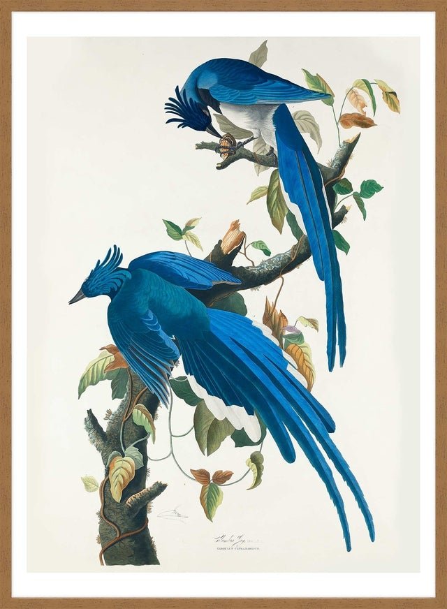 Columbia Jay Vintage Bird Print
