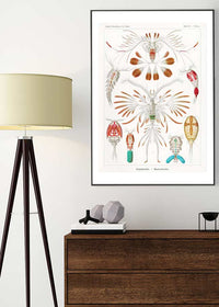 Copopod Crustaceans Illustration Print