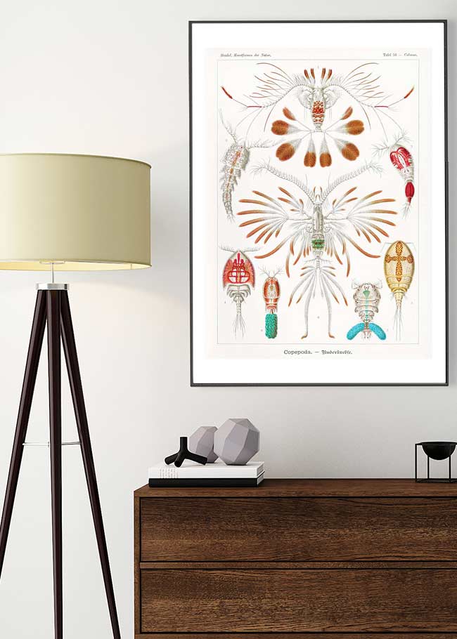 Copopod Crustaceans Illustration Print