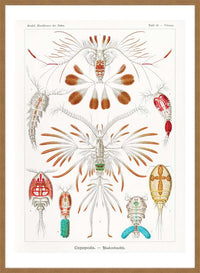 Copopod Crustaceans Illustration Print