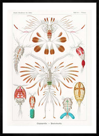 Copopod Crustaceans Illustration Print