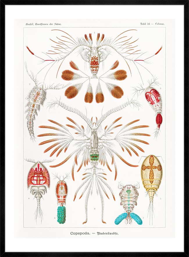 Copopod Crustaceans Illustration Print