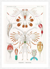 Copopod Crustaceans Illustration Print